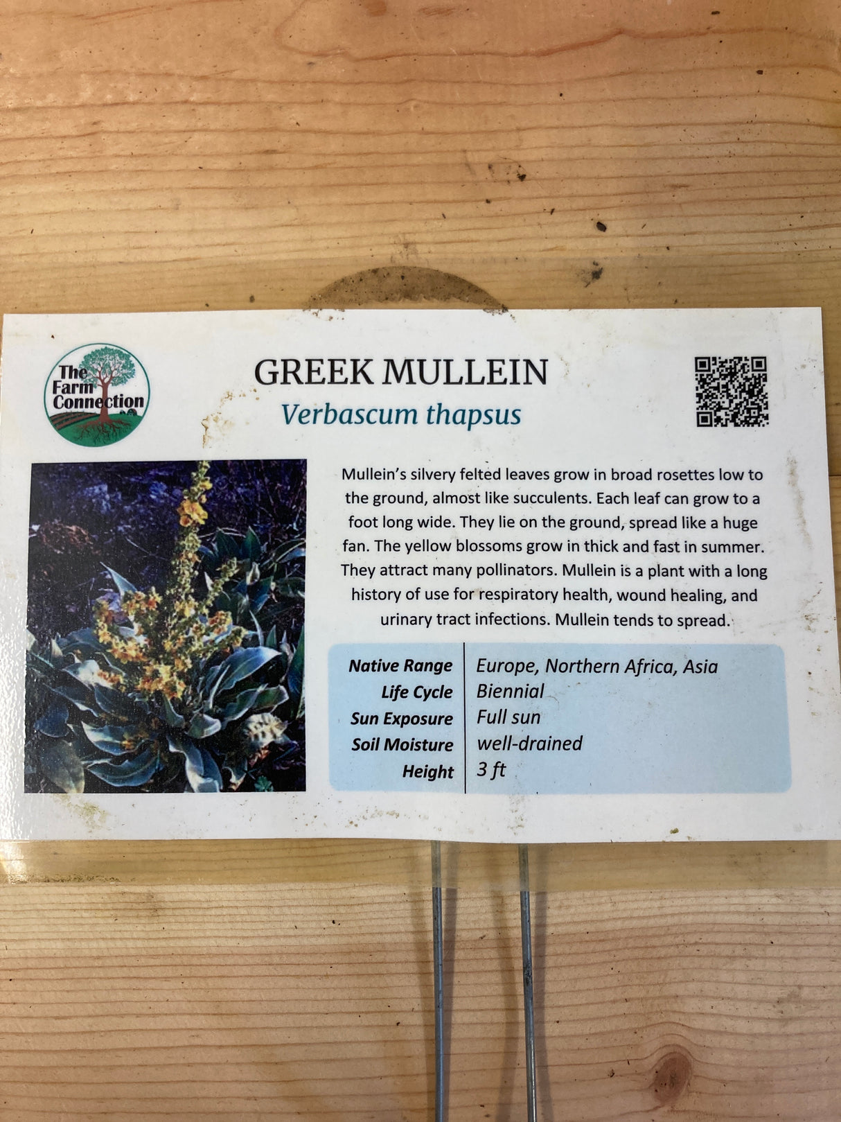 Greek Mullein Organically Grown Medicinal Plants For Sale