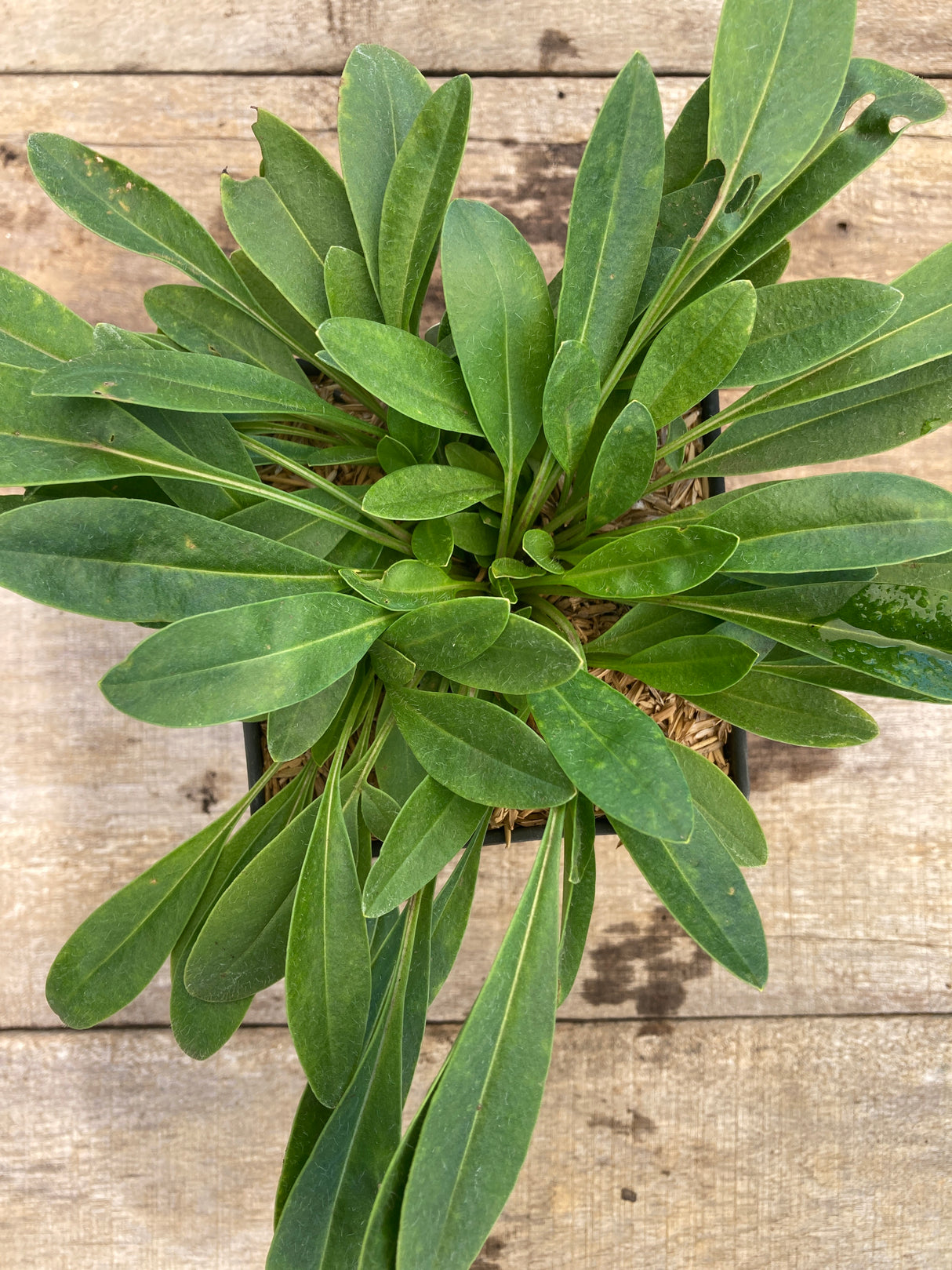 Solar Fancy Coreopsis Organically Grown Plant For Sale