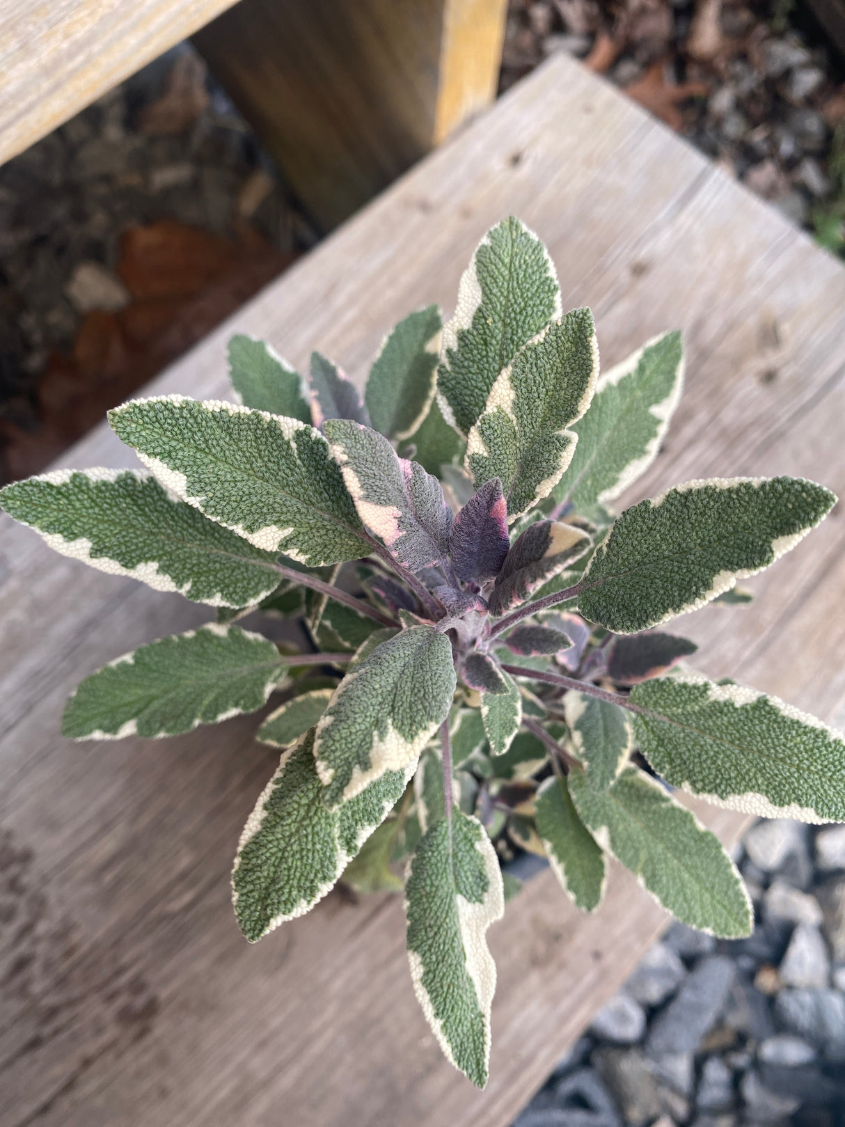 Sage, Tricolor