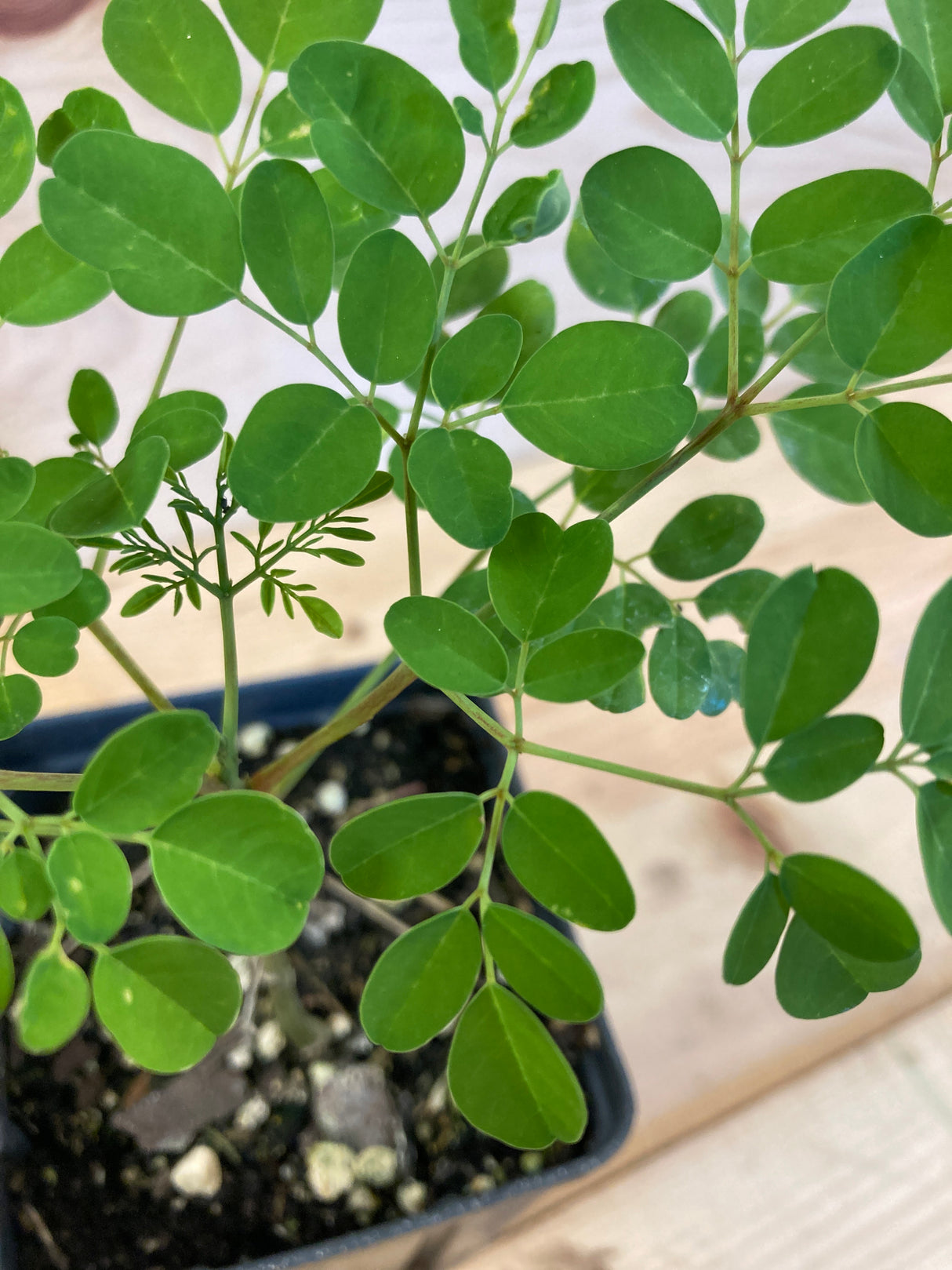 Moringa Organically Grown Plants For Sale