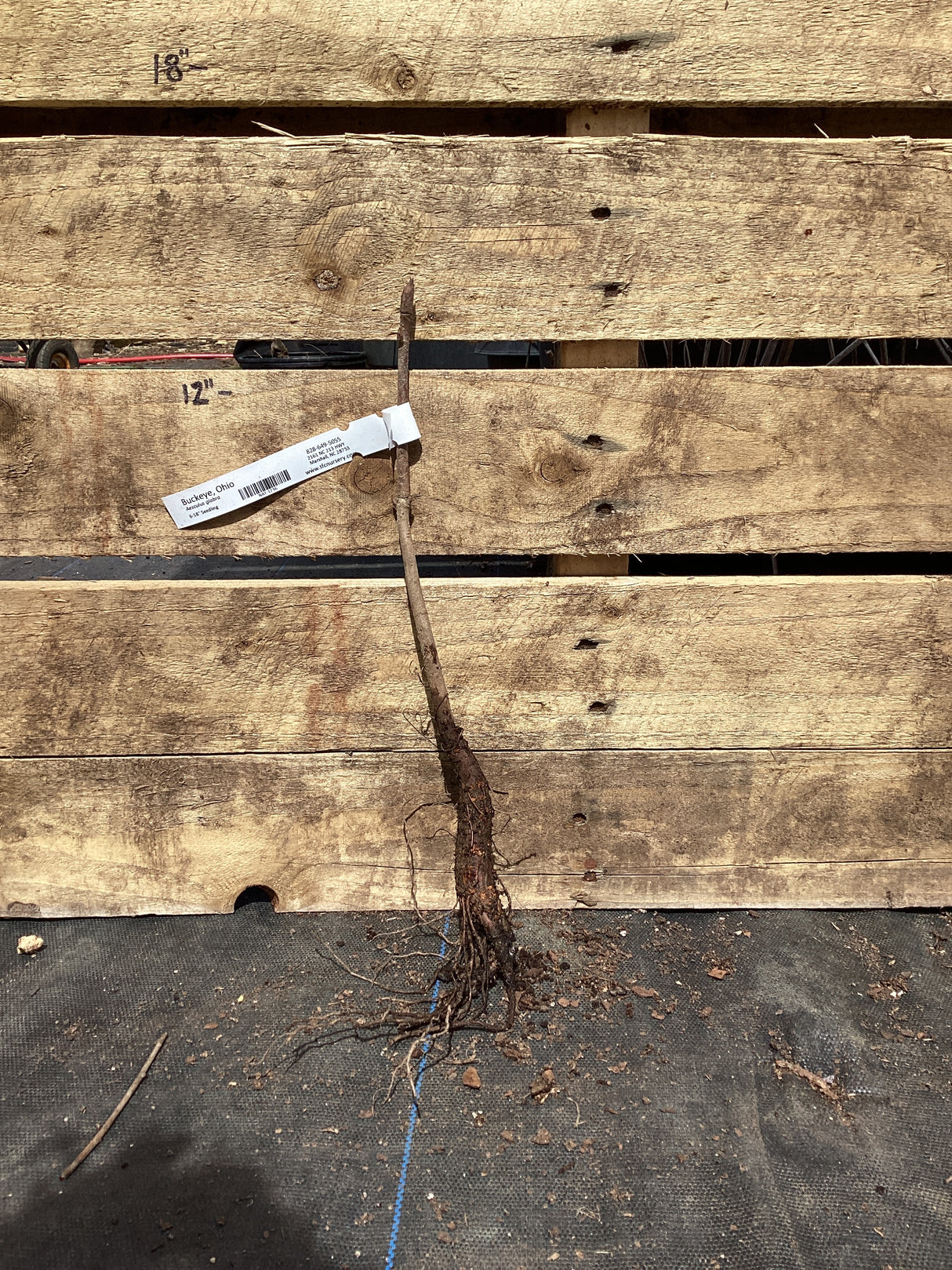 Buckeye, Ohio, Bare Root
