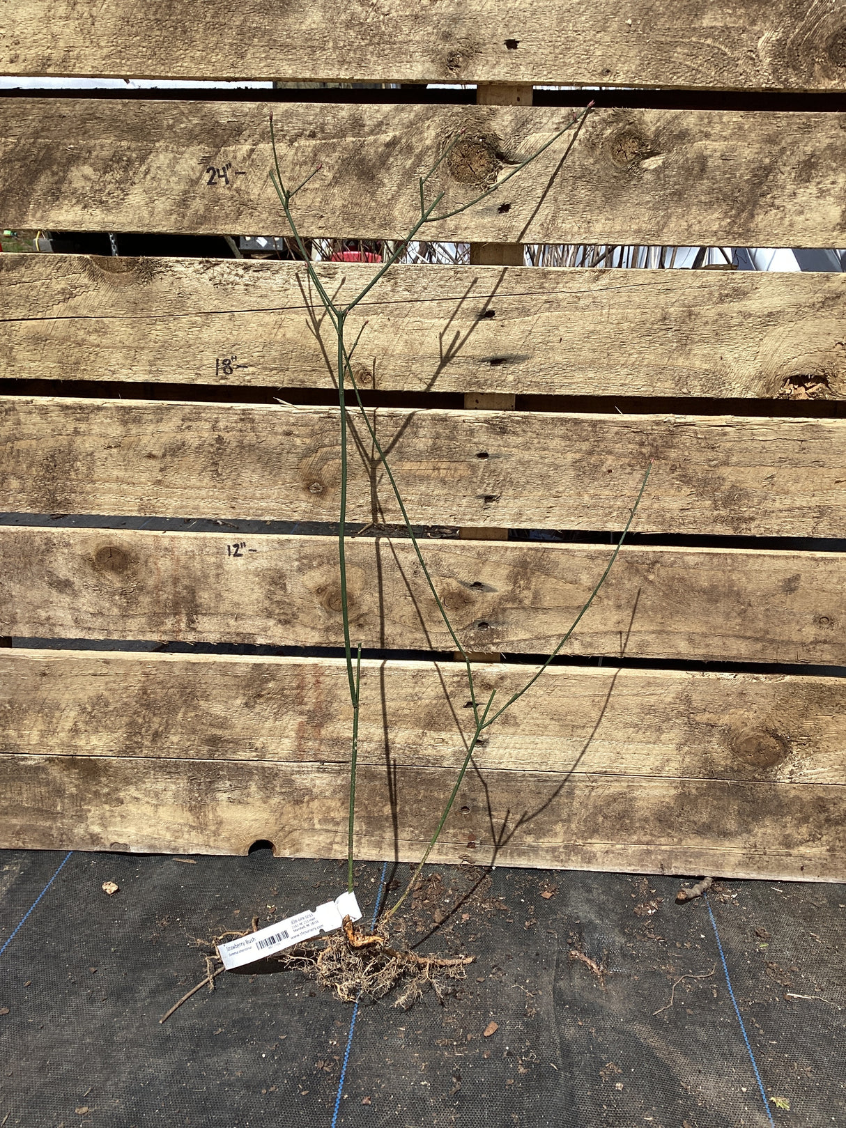Strawberry Bush, Bare Root