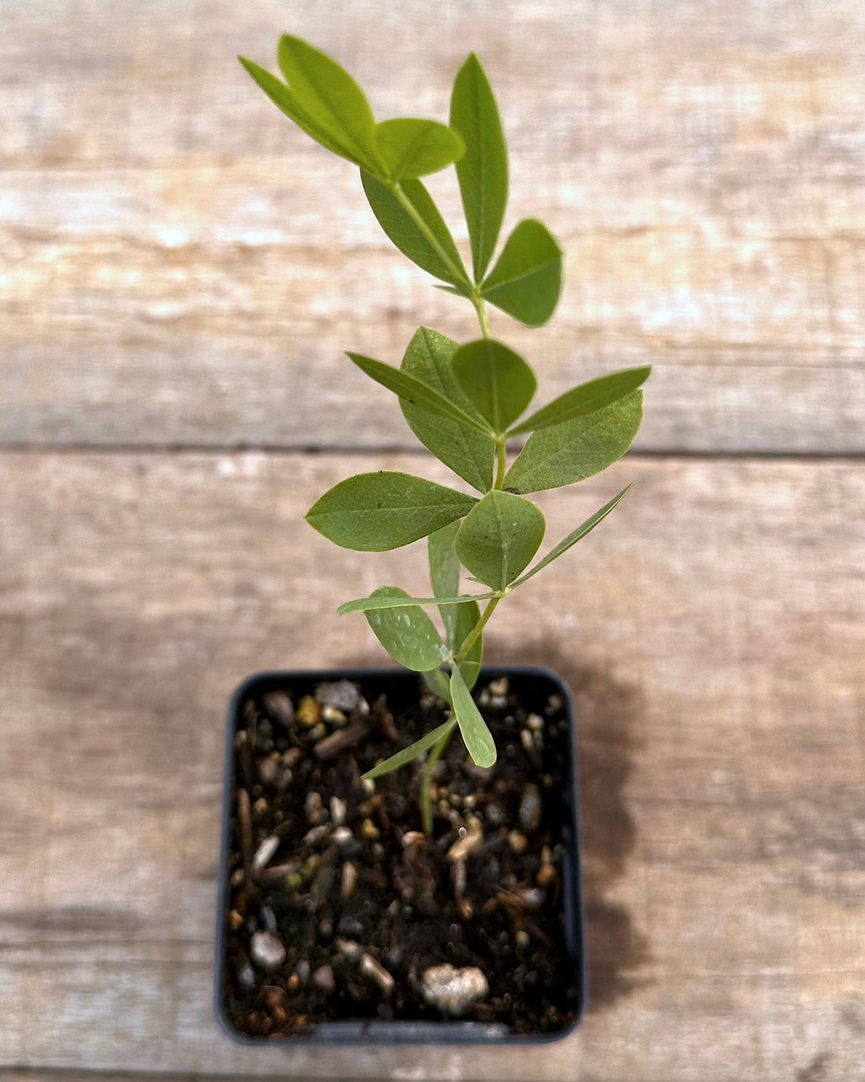 Baptisia australis blue wild indigo potted plant for sale