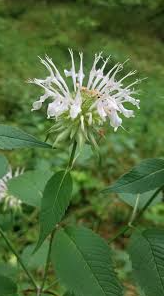 Bee Balm, Basil