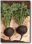 Seeds, Radish Black Spanish Round