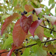 Blackgum Native Tree For Sale