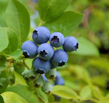 Bare Root Nelson Blueberry Plant For Sale