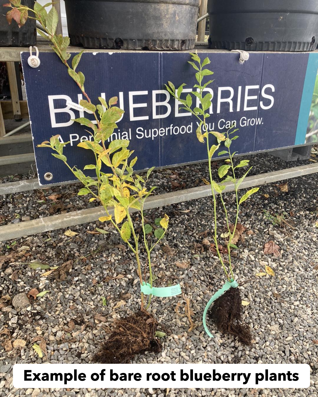 Bare Root Burlington Blueberry Plant For Sale - Late-Season Variety with Robust, Flavorful Berries