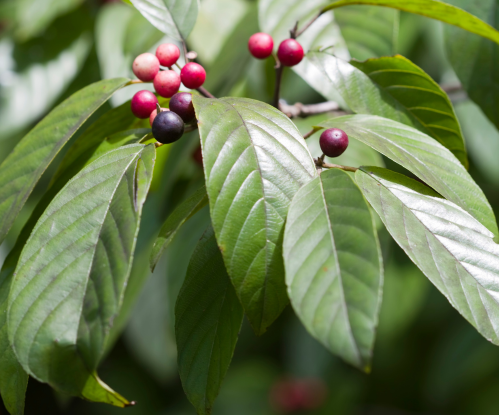 Carolina Buckthorn Bare Root Native Tree For Sale