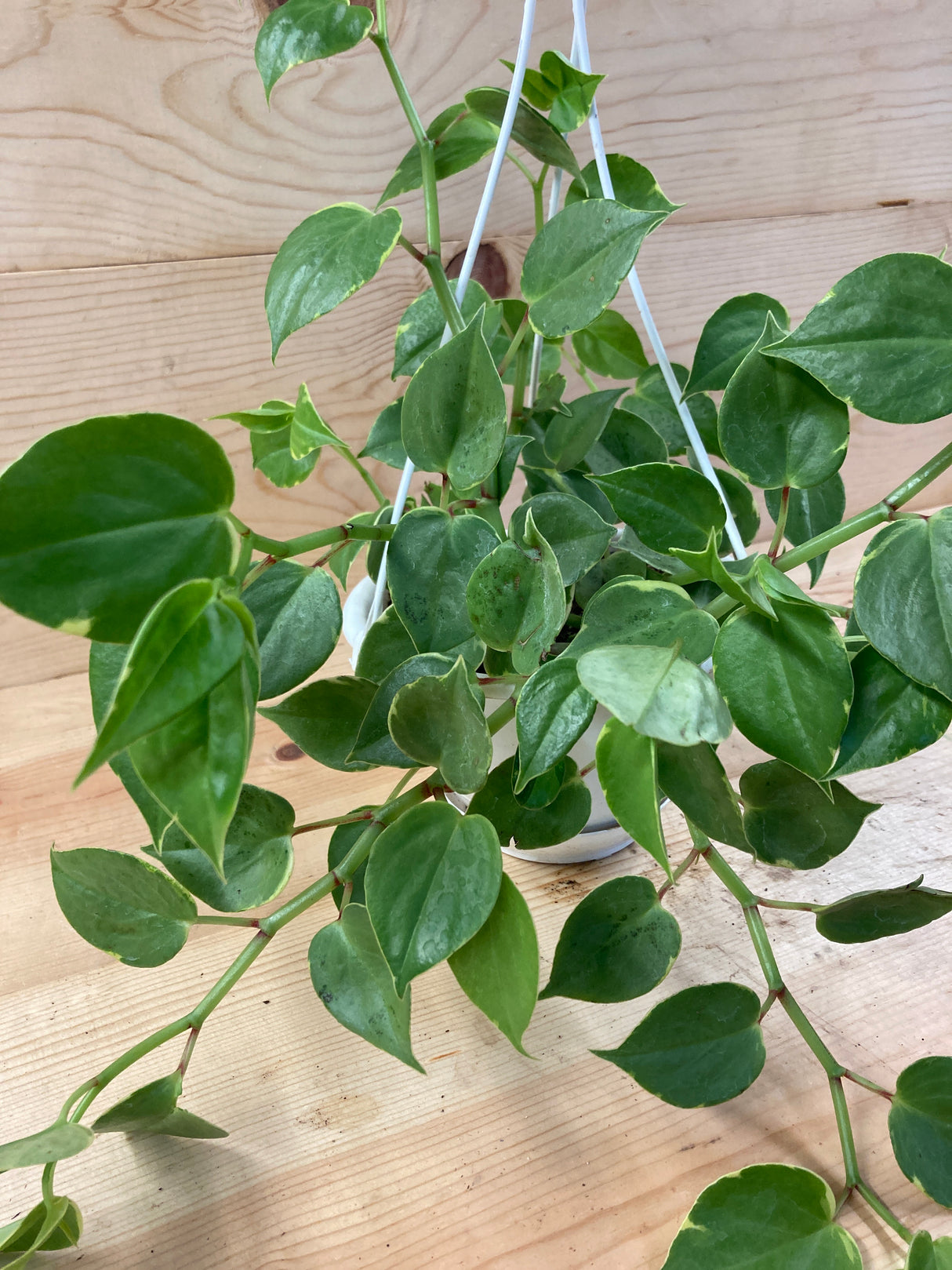 Variegated Peperomia Organically Grown Houseplants For Sale