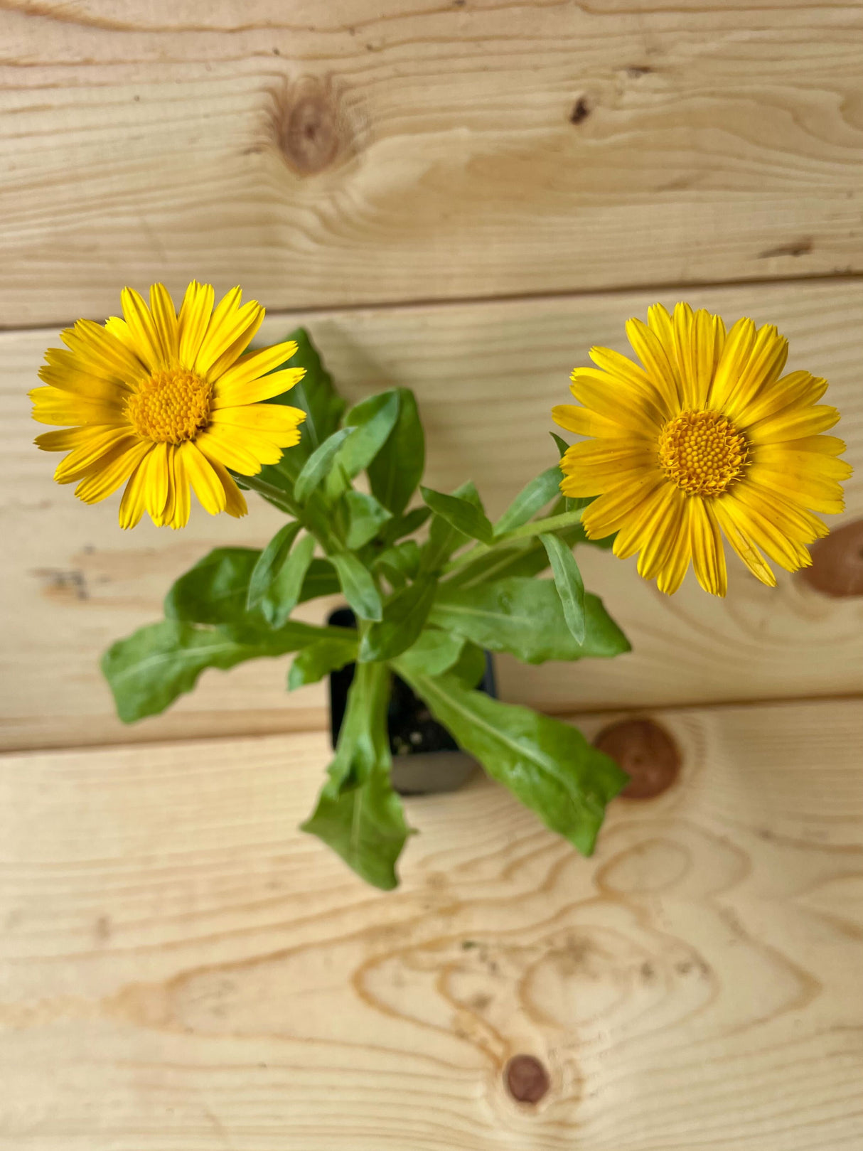 Calendula, Resina Organically Grown Native Plants for Sale