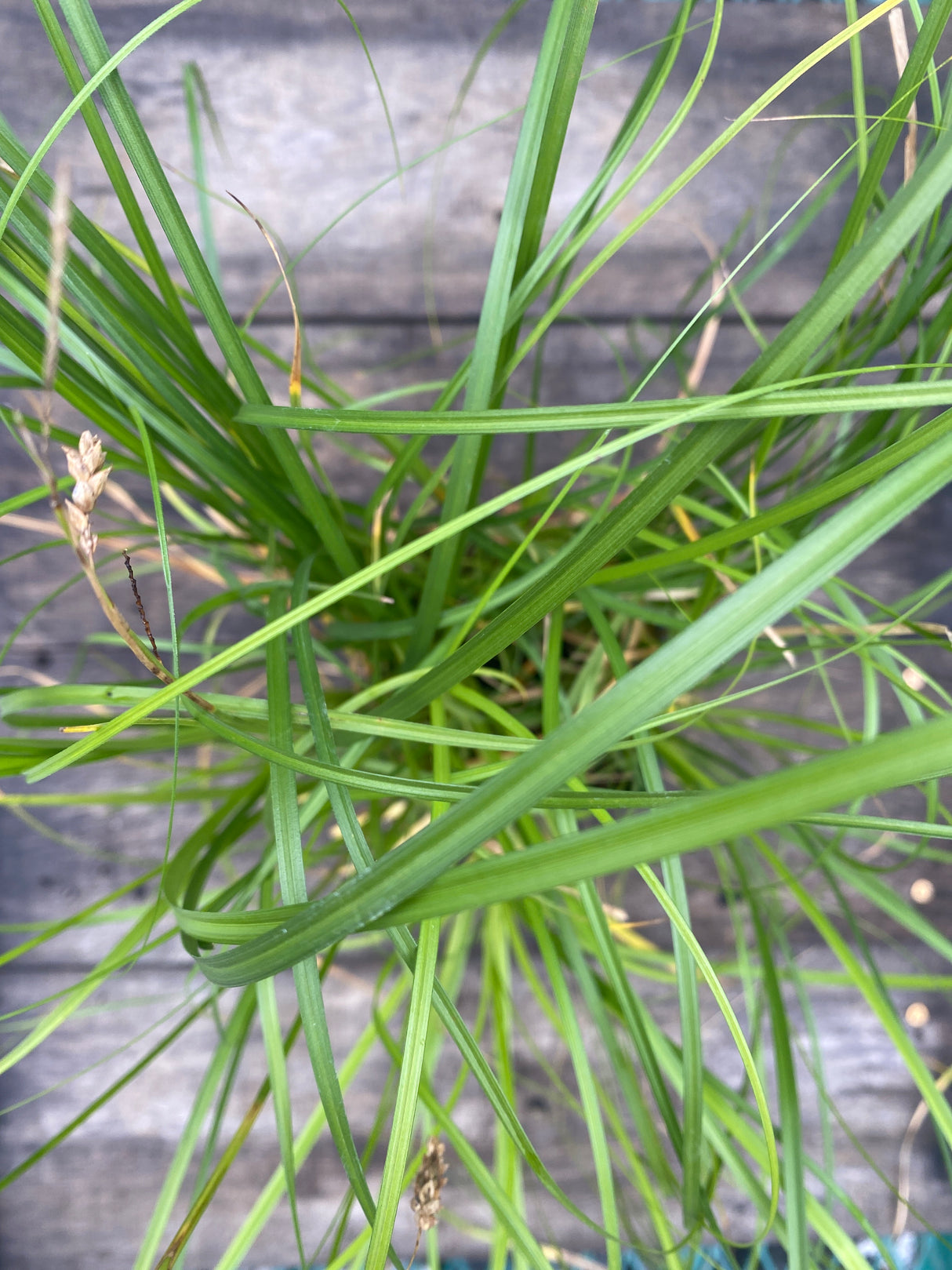 Cherokee Sedge Potted Plant For Sale