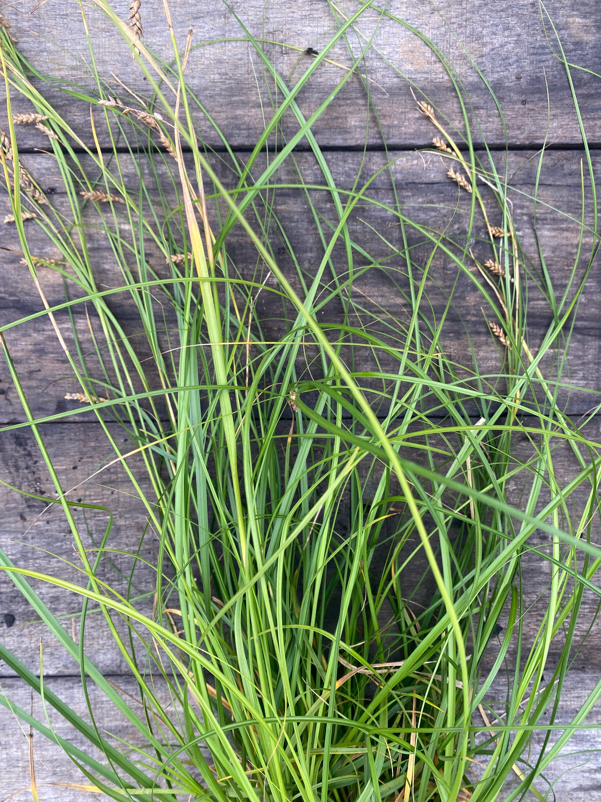 Cherokee Sedge Potted Plant For Sale