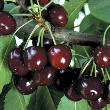 Black Tartarian Sweet Cherry Bare Root Fruit Tree For Sale