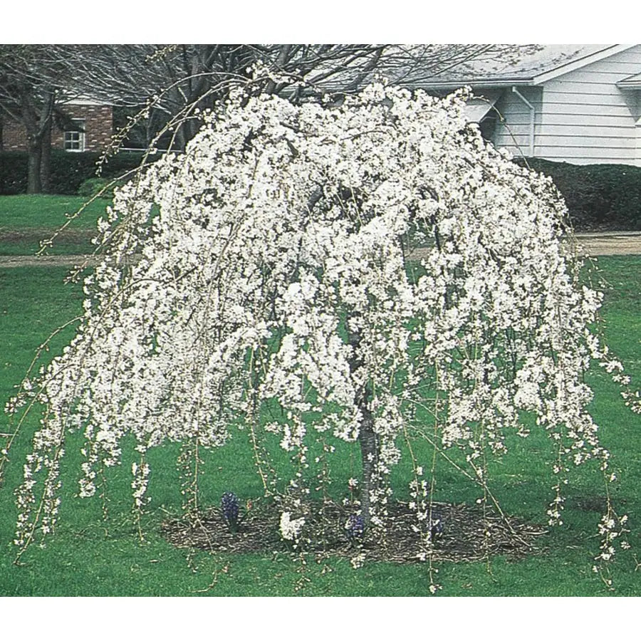Snow Fountain Weeping Cherry Bare Root Ornamental Tree For Sale