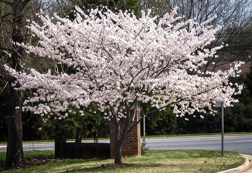 Yoshino Flowering Cherry Tree For Sale