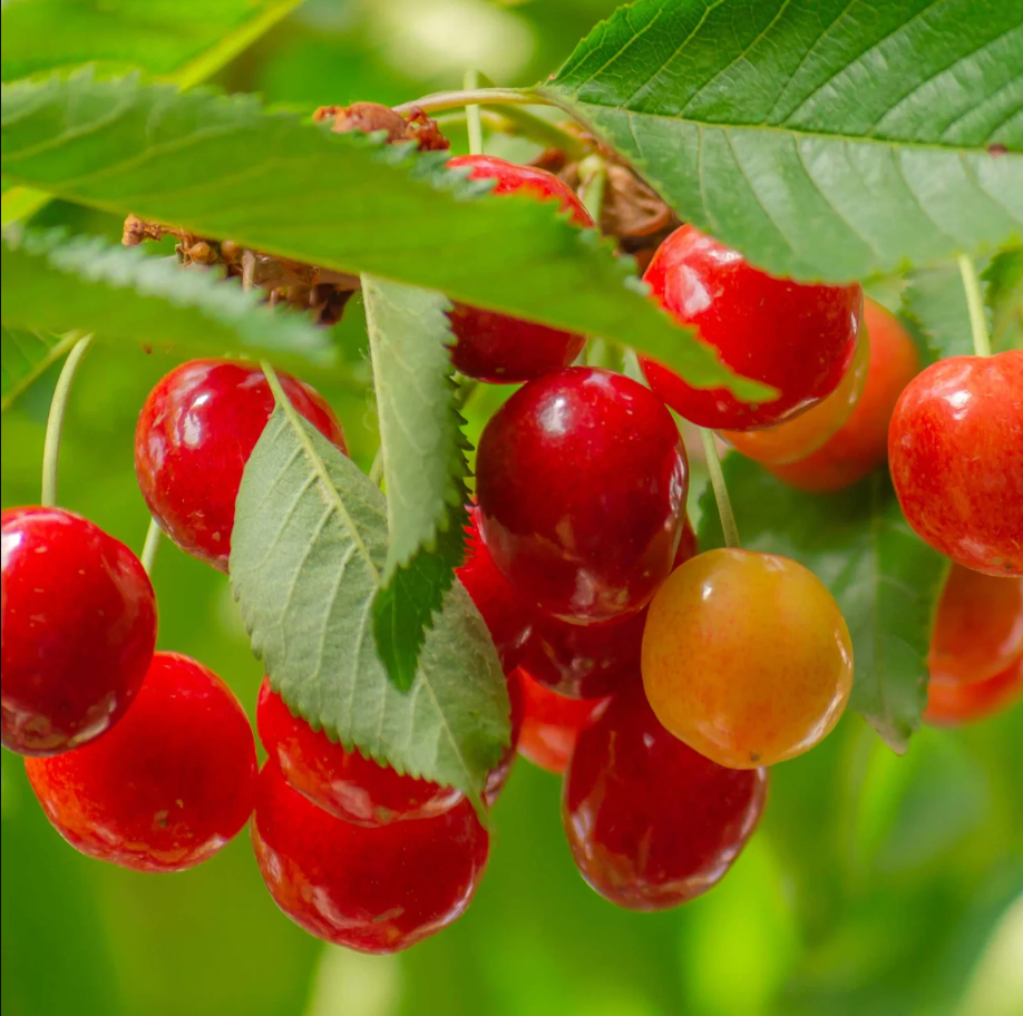 Lapins Sweet Cherry Bare Root Fruit Tree For Sale