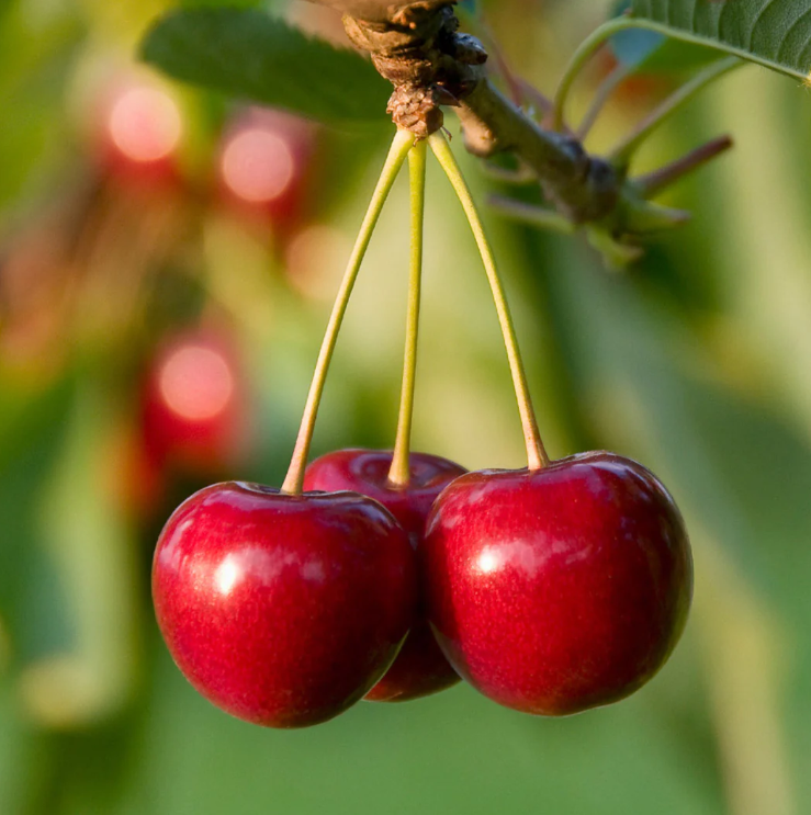 North Star Sour Cherry Bare Root Fruit Tree For Sale