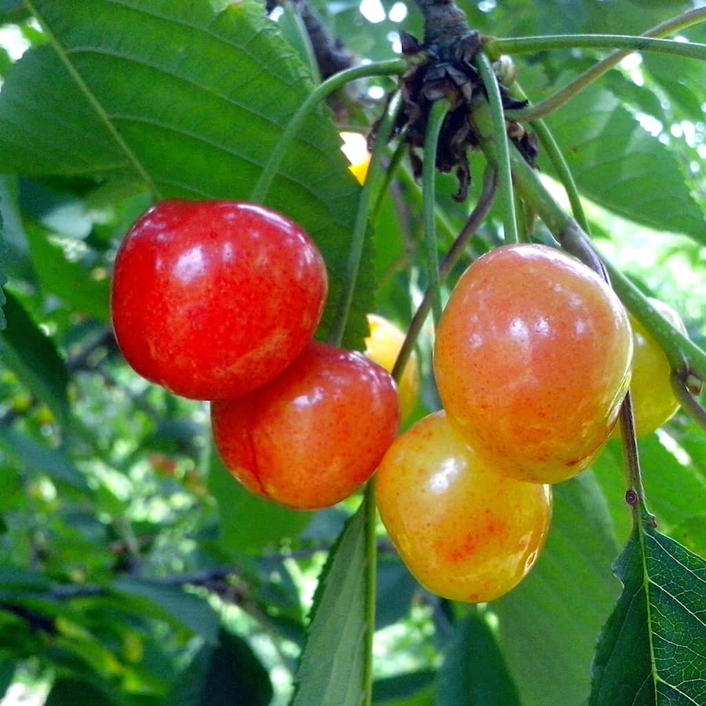 Rainier Sweet Cherry Bare Root Fruit Tree For Sale