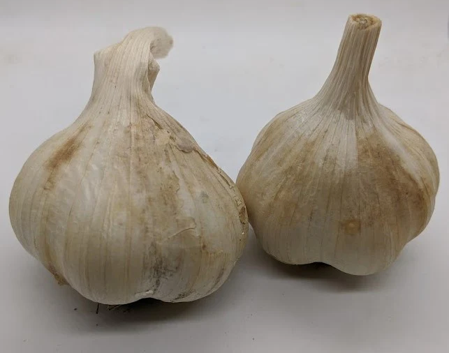 Chopaka Mountain softneck organic seed garlic with white bulbs and purple blush