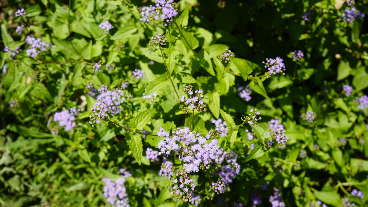 Conoclinium coelestinum mistflower flower for sale