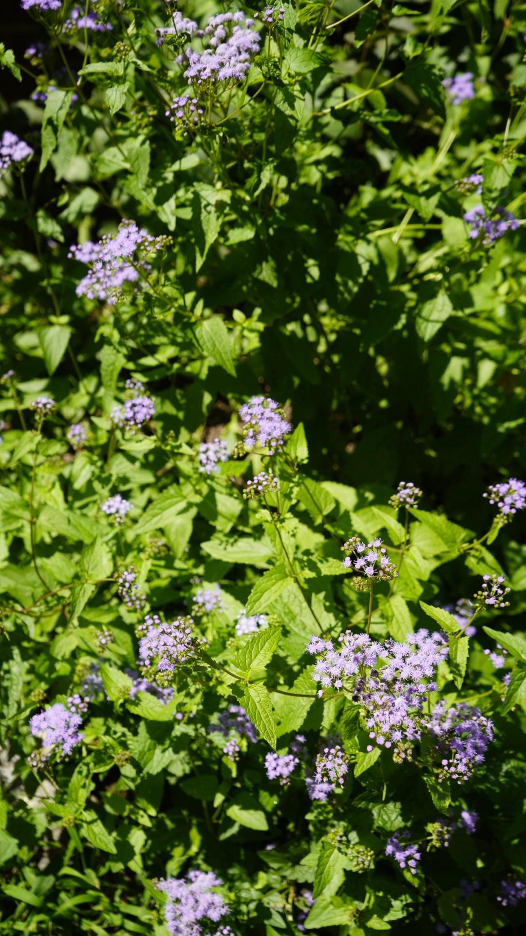Conoclinium coelestinum mistflower flower for sale