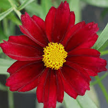 Coreopsis, Mercury Rising
