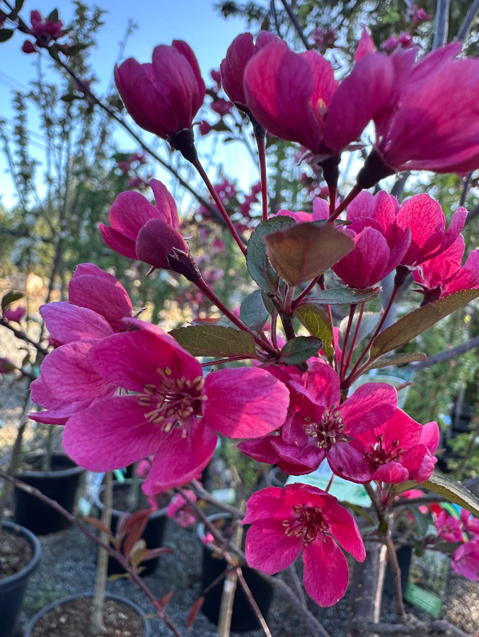 Perfect Purple Bare Root Crabapple For Sale