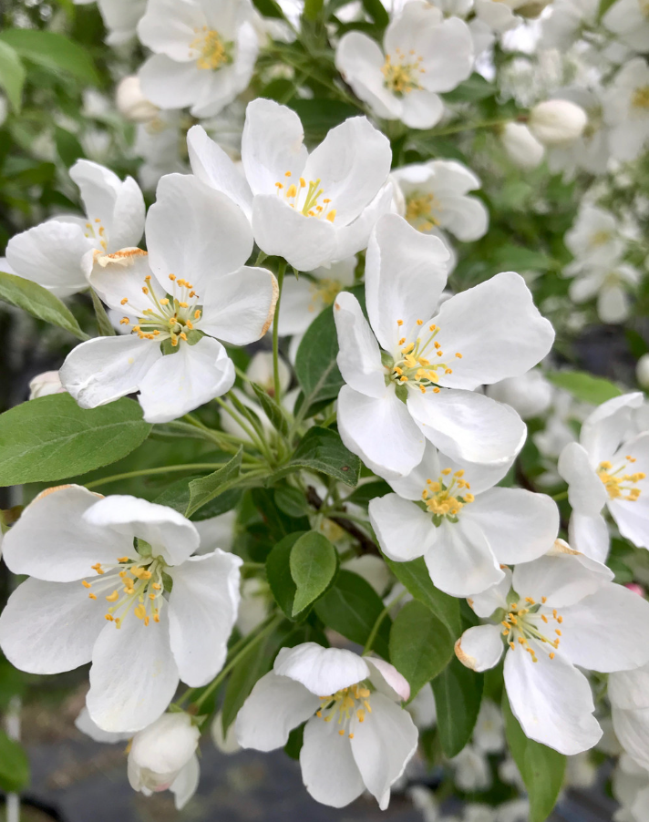 Snowdrift Bare Root Crabapple Tree For Sale