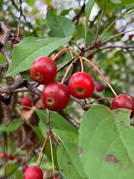 Crabapple, Manchurian