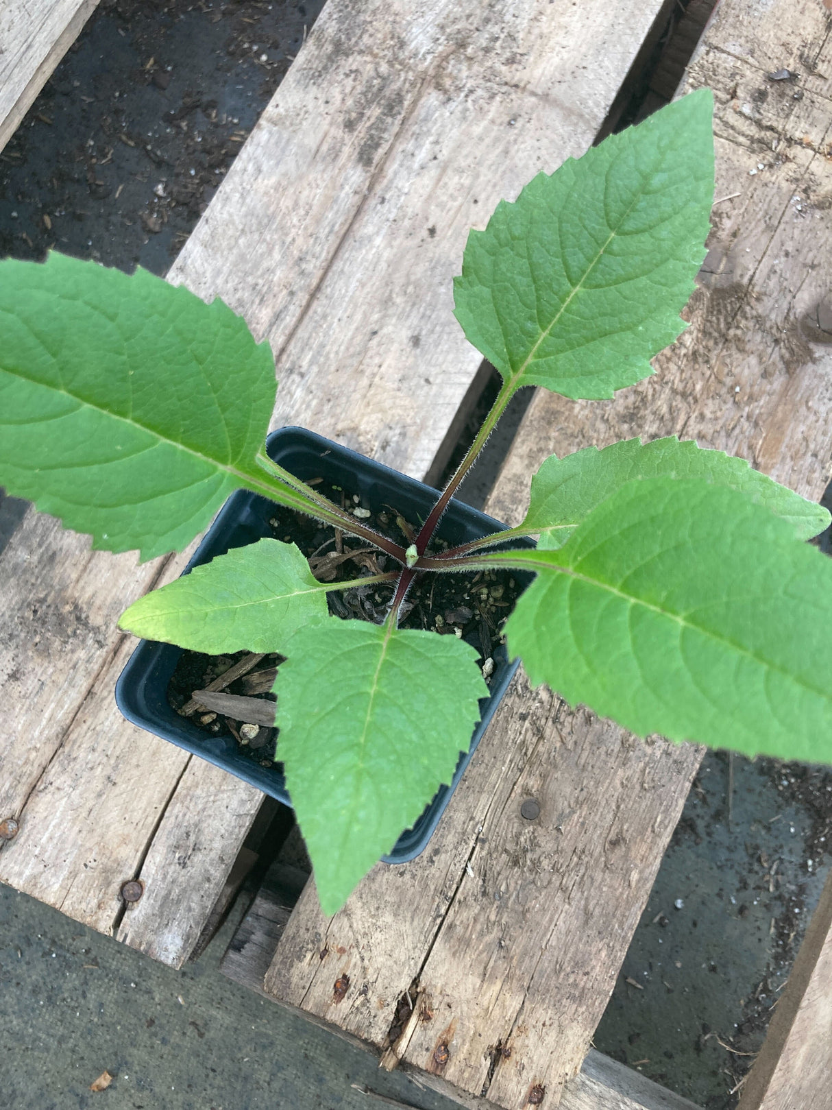 Cup Plant Organically Grown Native Plants for Sale