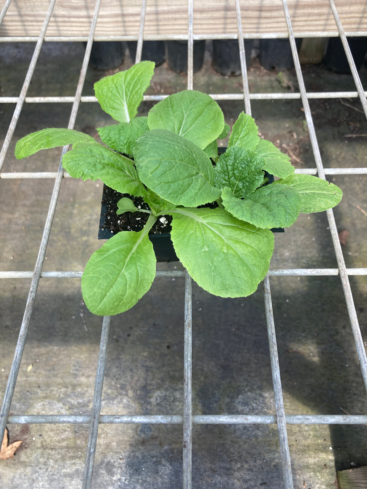 Cabbage, Aichi Chinese