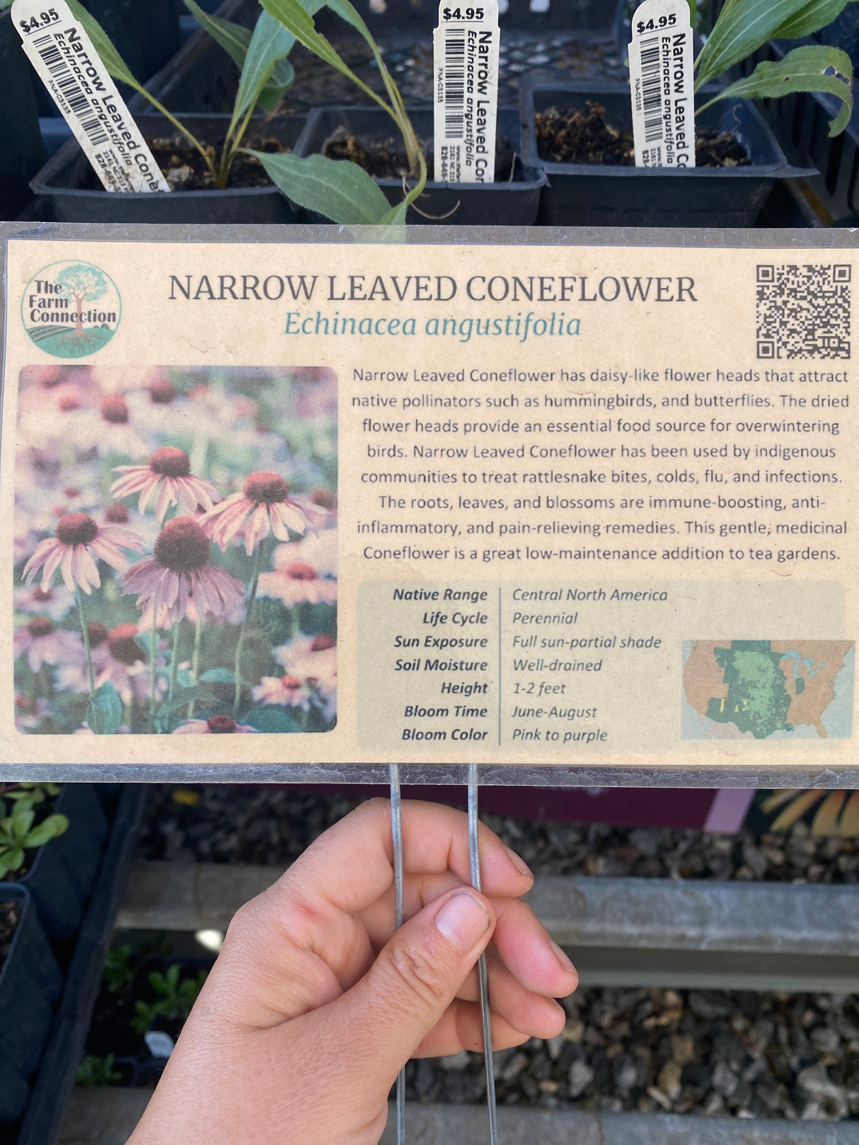 Coneflower, Narrow Leaved