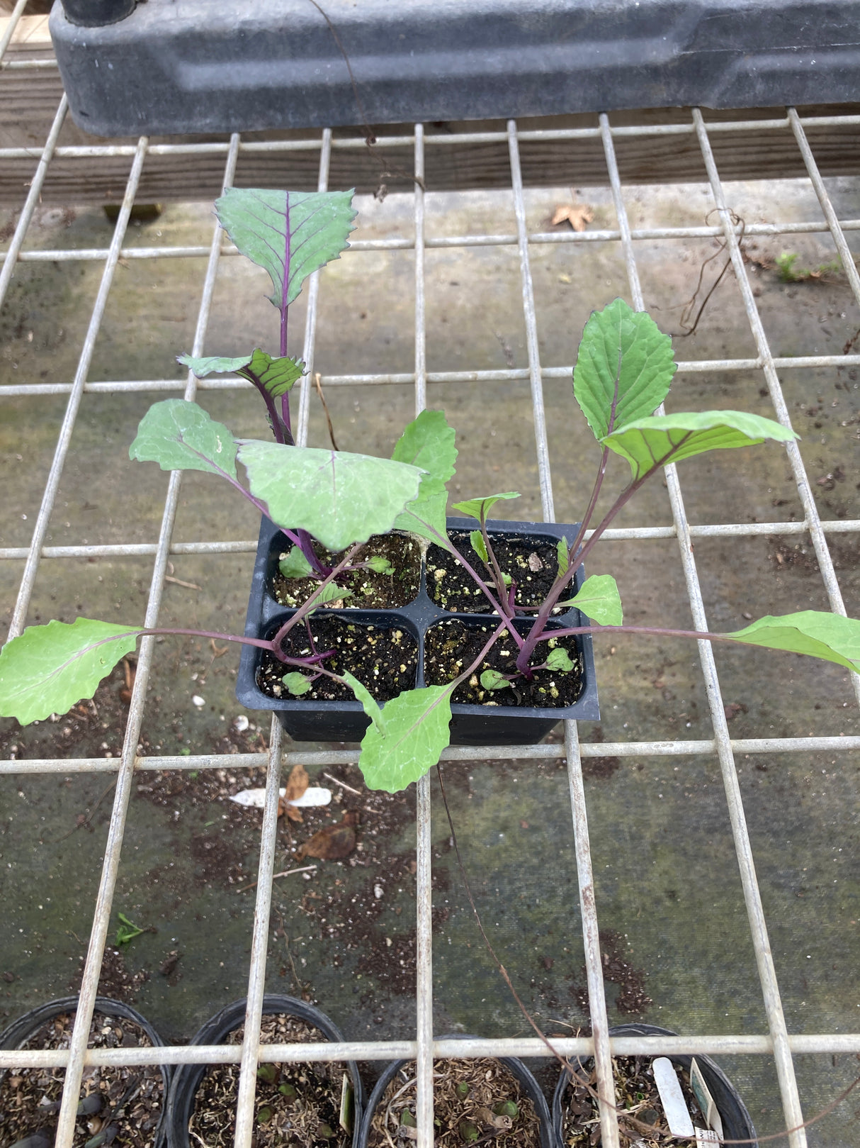 Cabbage, Red Express
