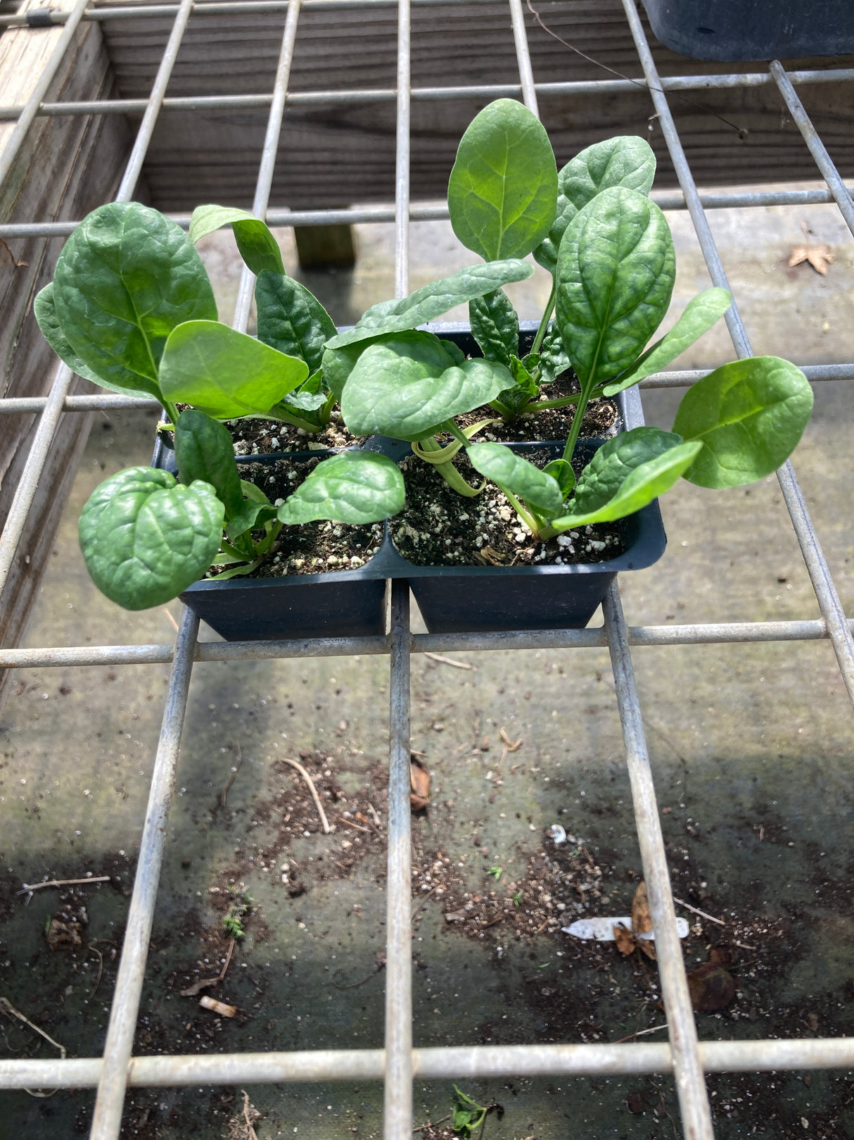 Spinach, Bloomsdale Long Standing