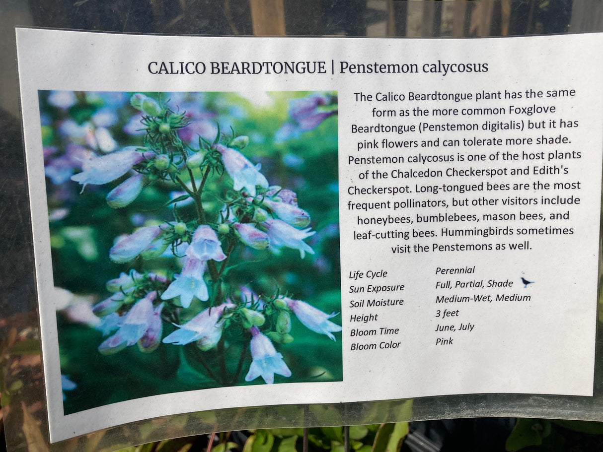 Beardtongue, Calico