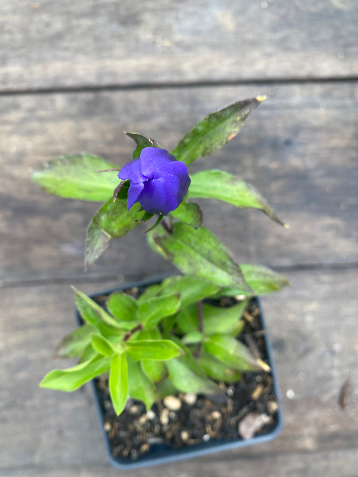 Gentiana true blue potted plant for sale