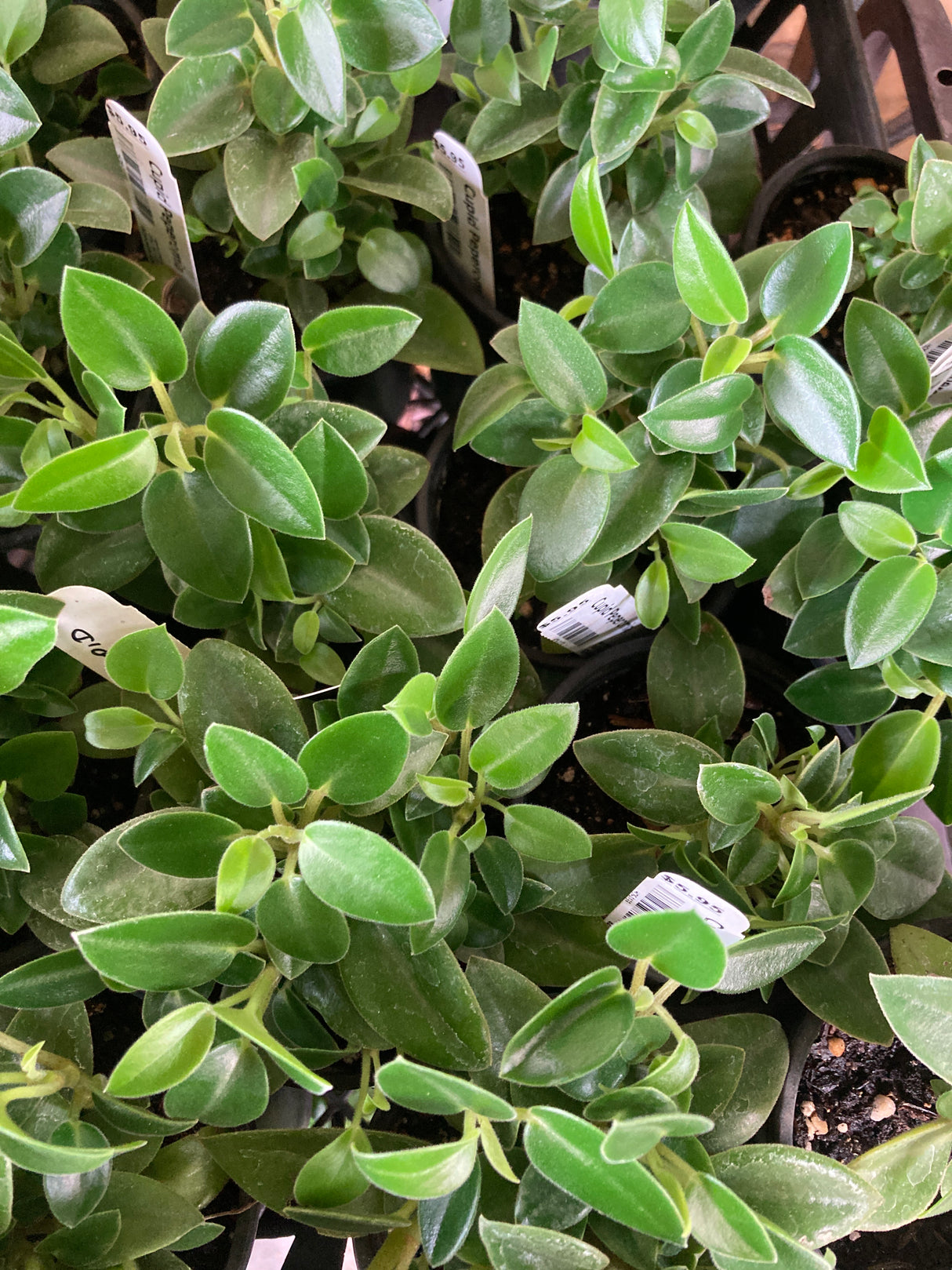 Cupid Peperomia Organically Grown Houseplants For Sale