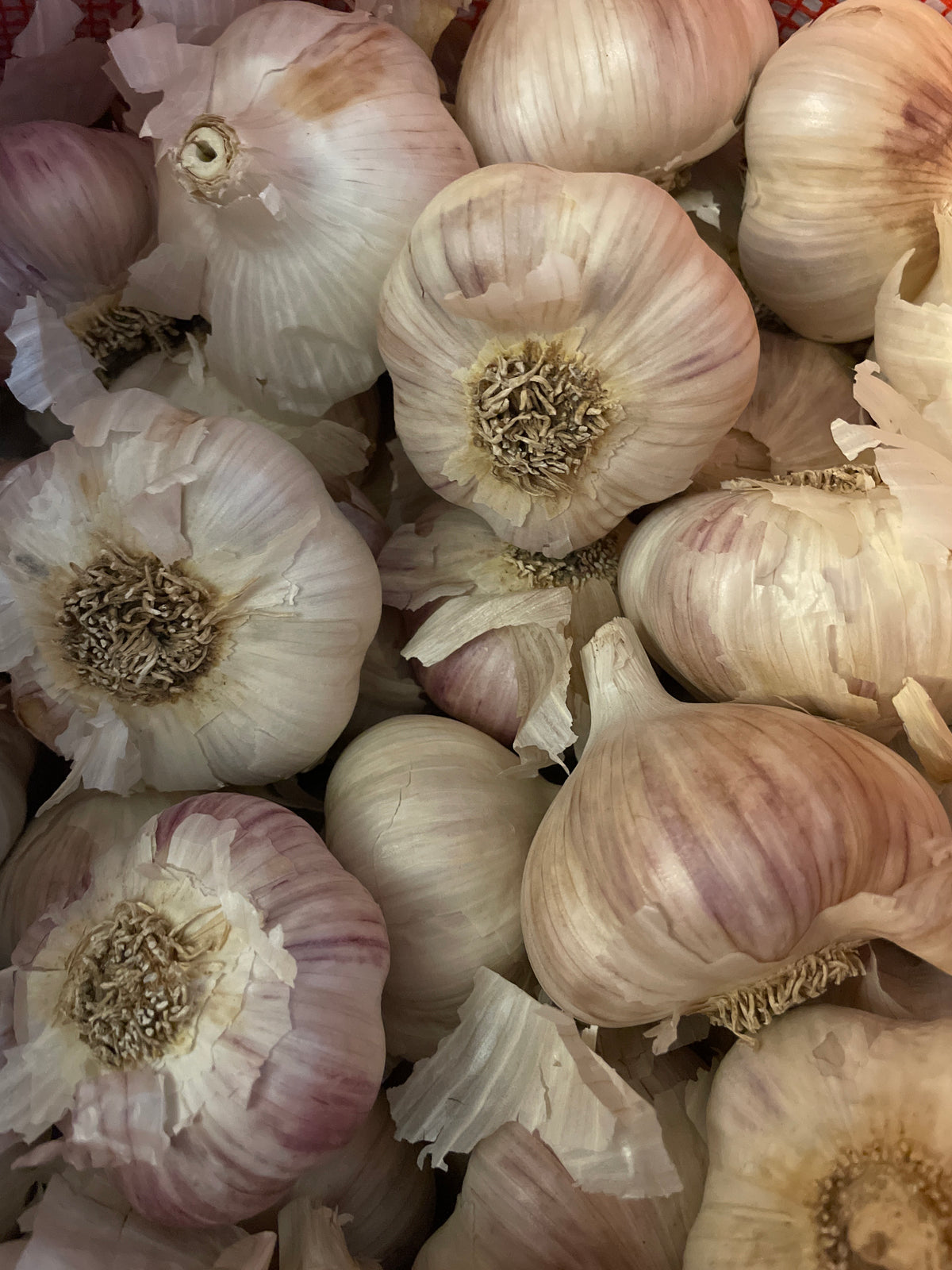 Siberian Giant, Hardneck, Seed Garlic