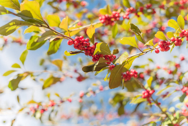 Deciduous Holly Bare Root Native Tree For Sale