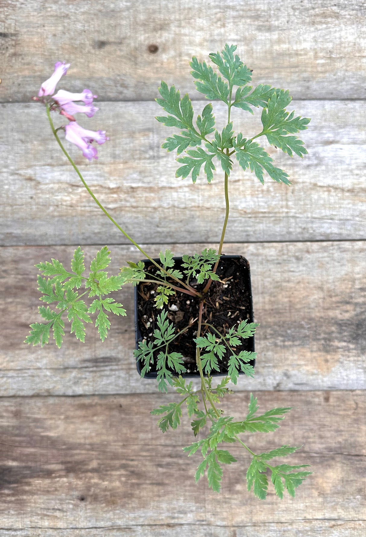 Dicentra eximia fringed bleeding hearts potted plant for sale