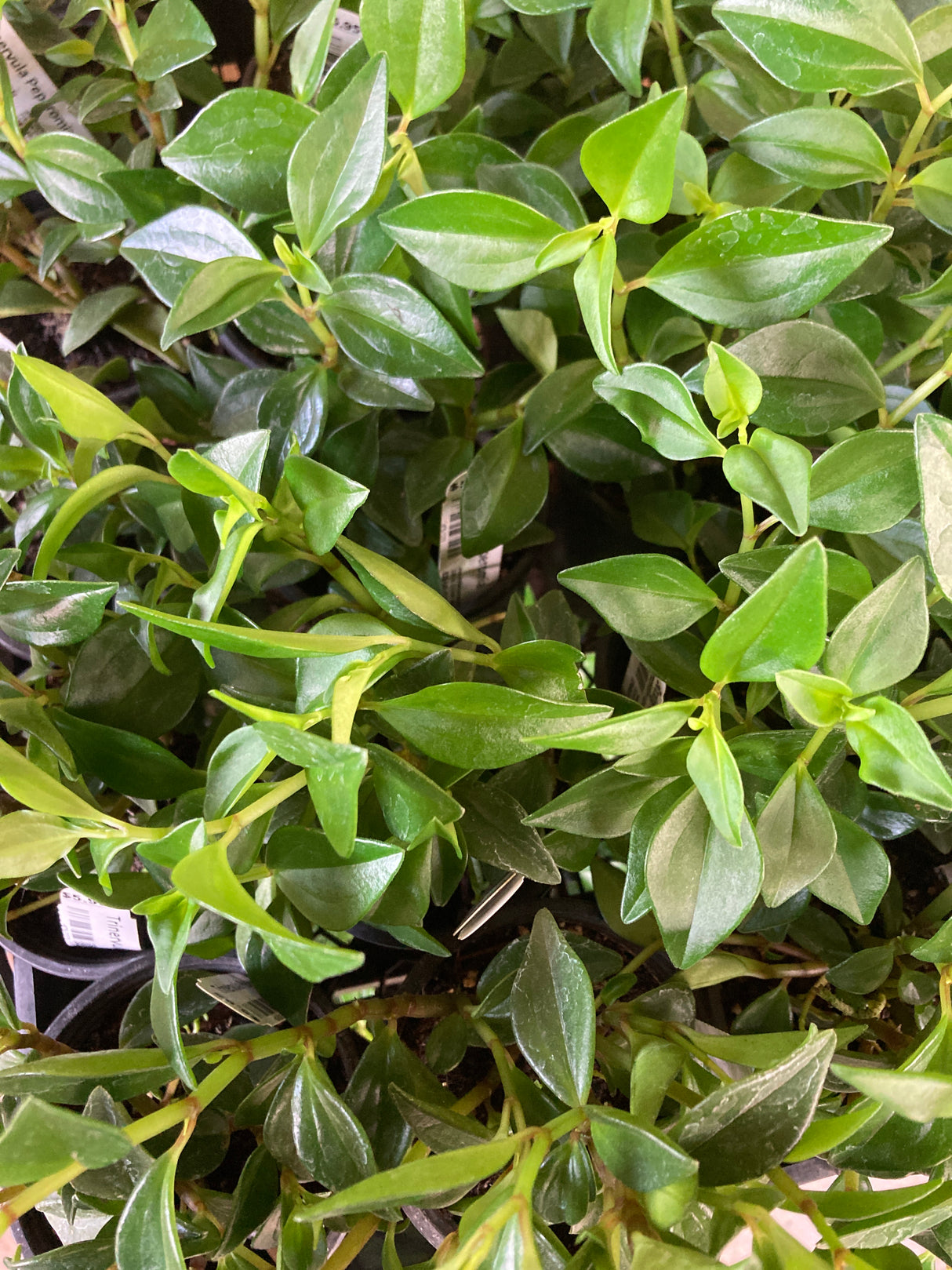 Trinervula Peperomia Organically Grown Houseplants For Sale