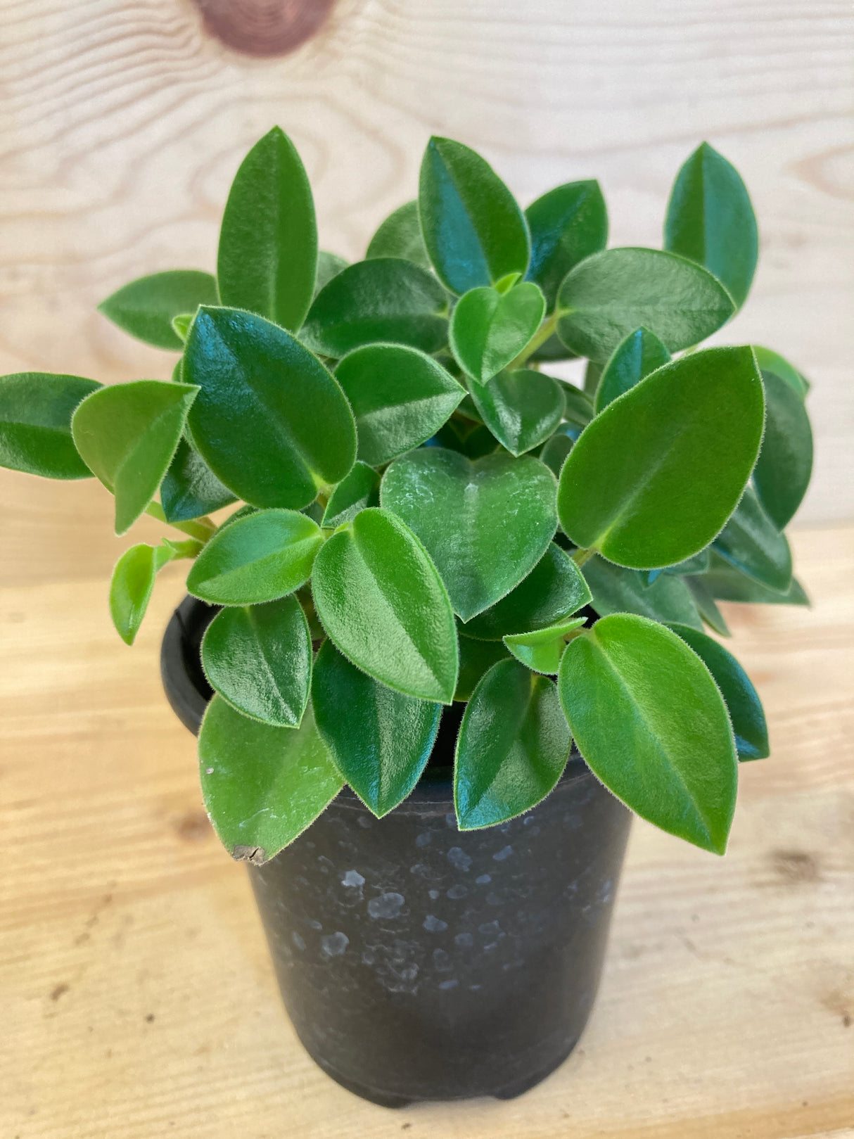 Cupid Peperomia Organically Grown Houseplants For Sale