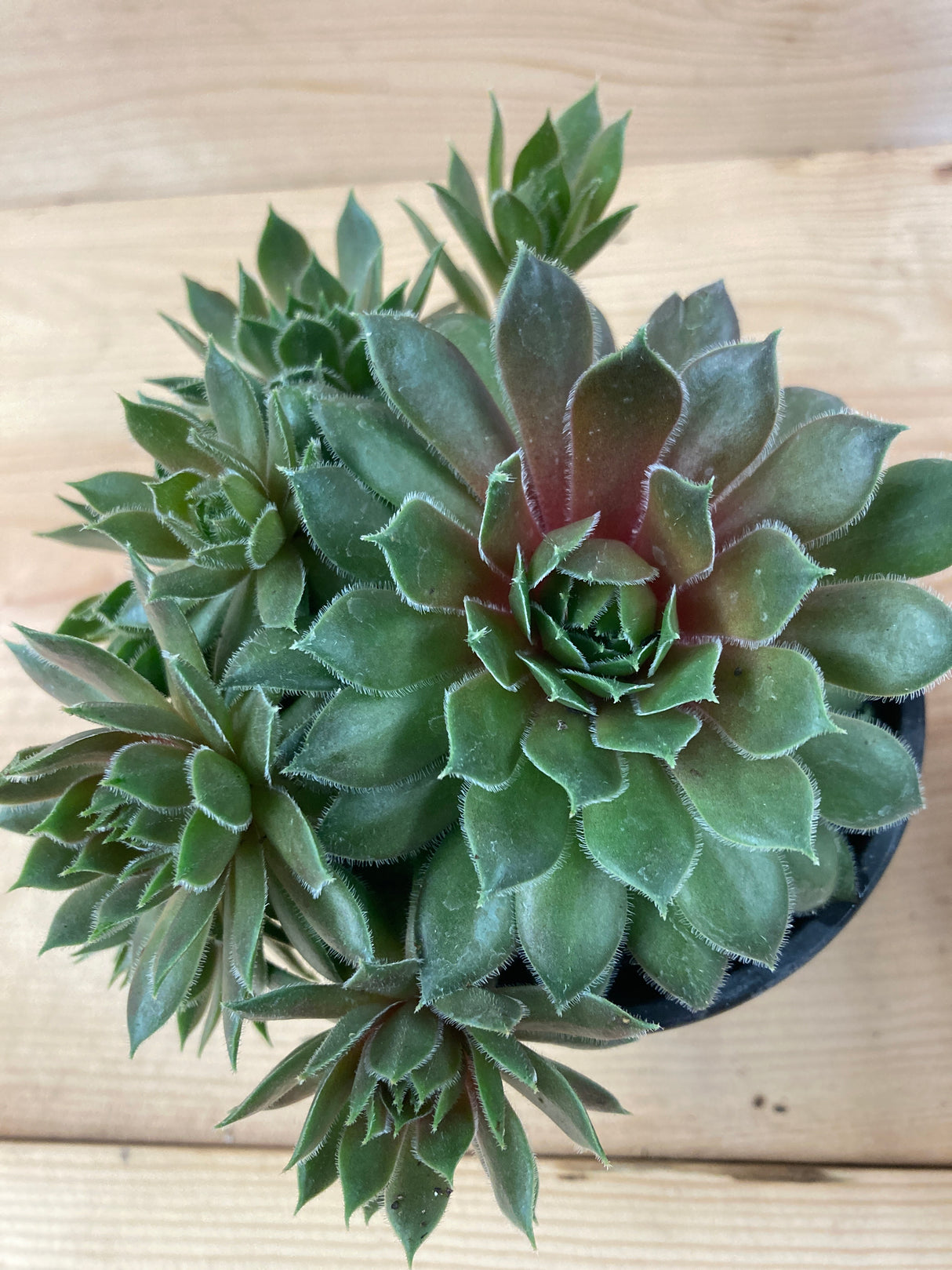 Kalinda Hen and Chicks Organically Grown Plants For Sale