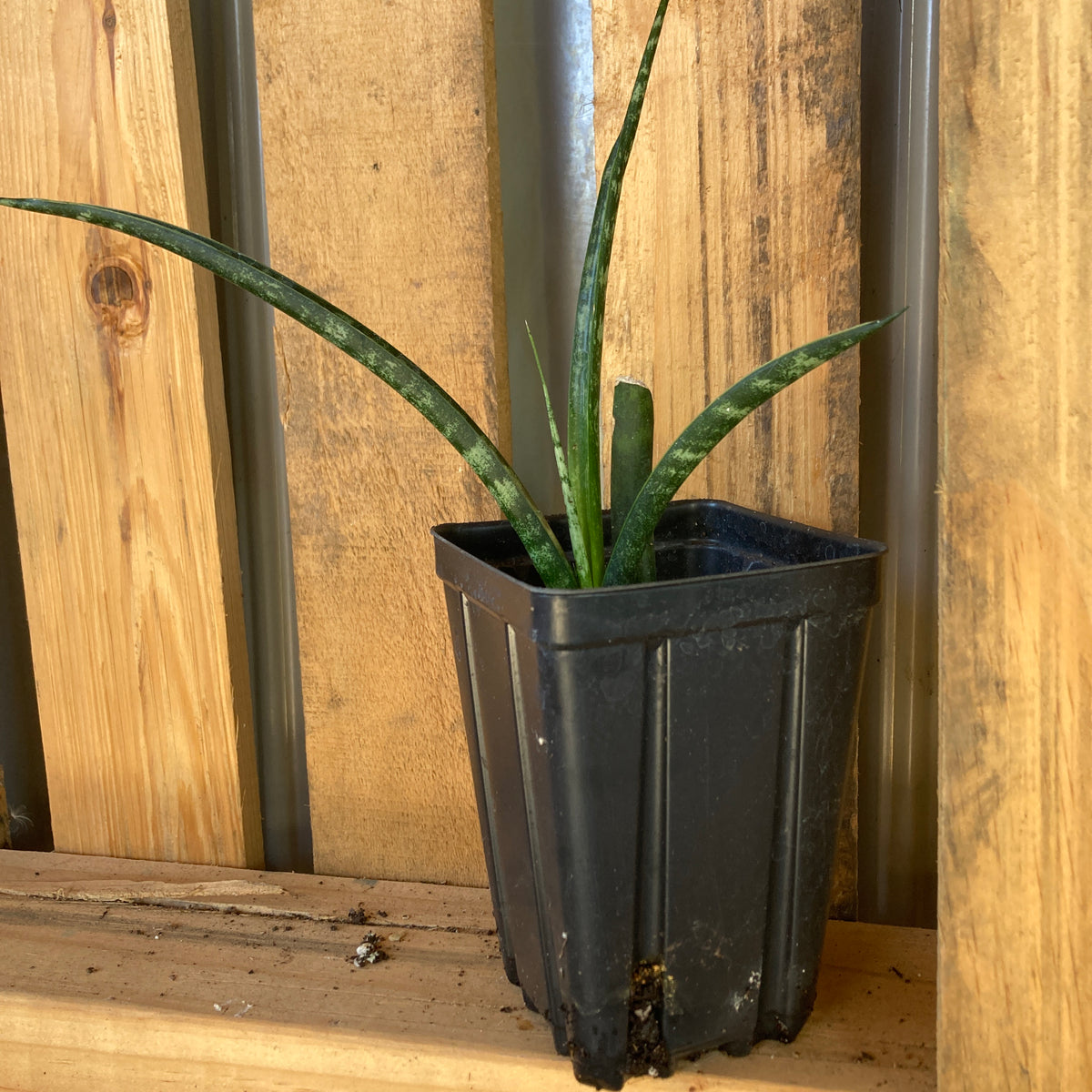 snake plant shopping Snake Plant For Sale – The Farm Connection