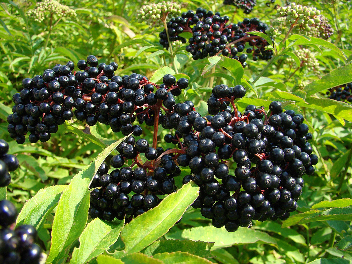 Elderberry Seedling Bare Root Native Fruit Shrub For Sale