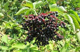 Elderberry, Ranch