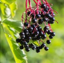 Elderberry, Wyldewood
