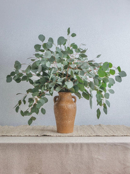 Eucalyptus, Silver Dollar