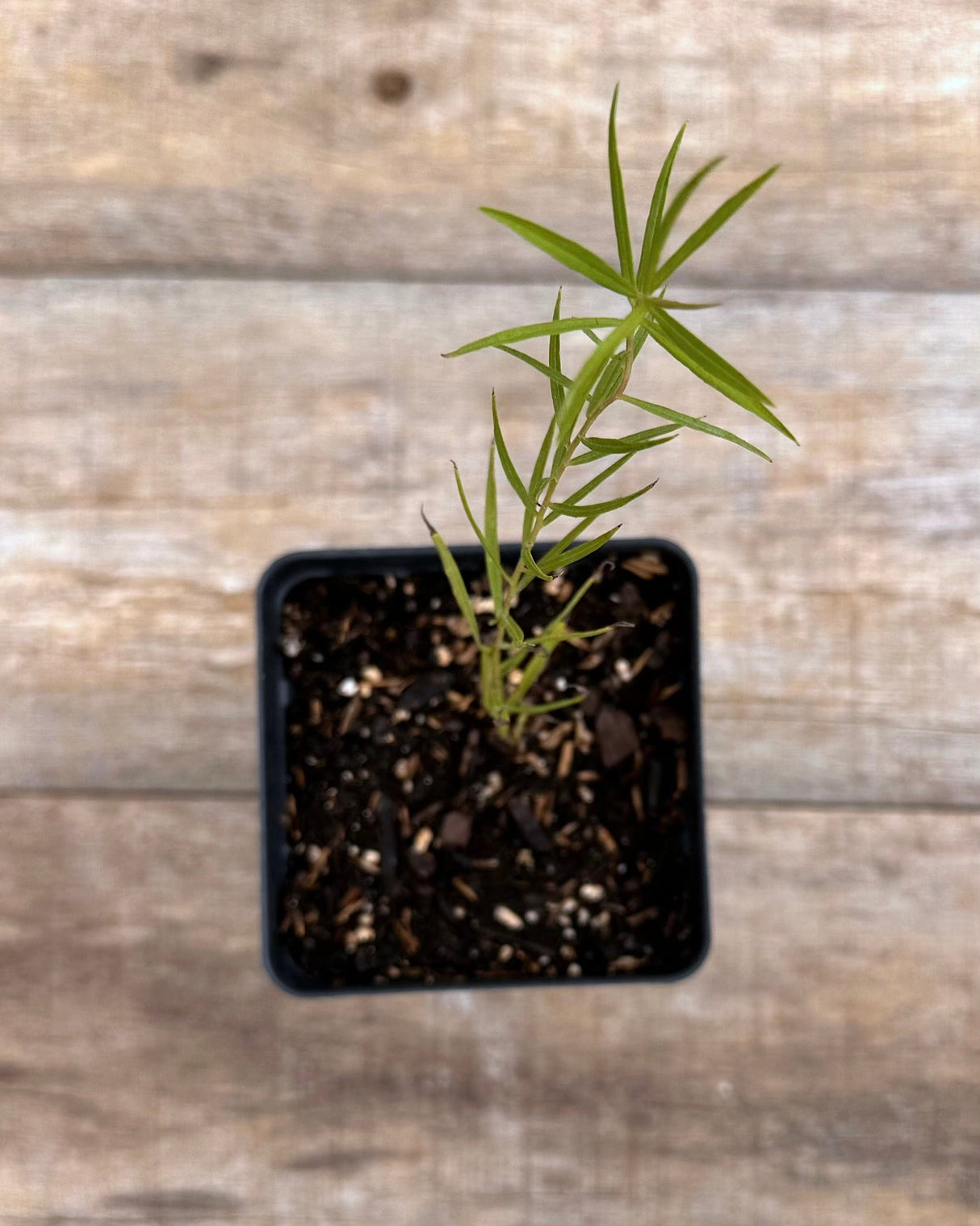 Euthamia caroliniana grass leaved goldenrod potted plant for sale